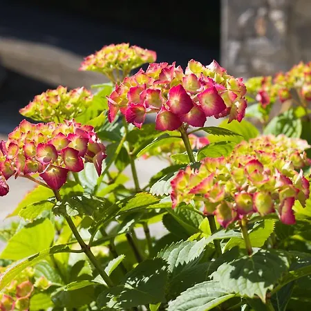 בית הארחה Kubo