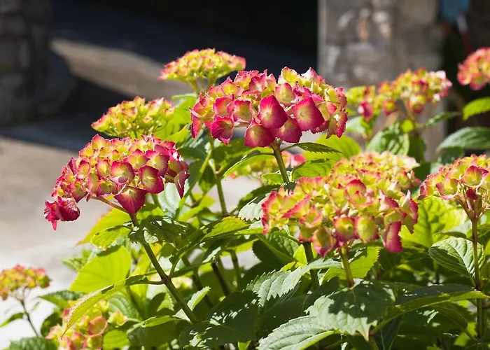 Гостевой дом Kubo